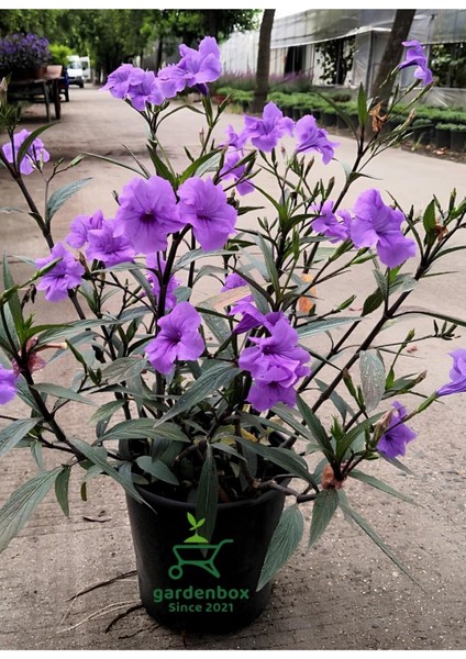 Mor Renk Meksika Petunyası Ruellia 1 Adet Saksıda 30-60 cm modelleri