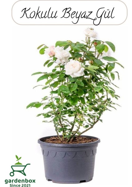 Saksılı Beyaz Renk Gül Fidanı 1 Adet 30-50 cm Bahçe Gülü