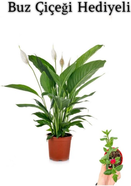 Hediyelik Beyaz Barış Çiçeği Kadınlar Gününe Özel Buz Çiçeği Hediyeli