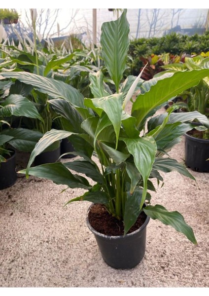 Hediyelik Beyaz Barış Çiçeği Kadınlar Gününe Özel Buz Çiçeği Hediyeli fiyatları