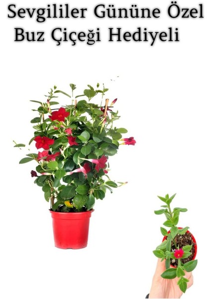 Kokulu Kırmızı Mandevilla Sarmaşığı Kadınlar Gününe Özel Buz Çiçeği Hediyeli