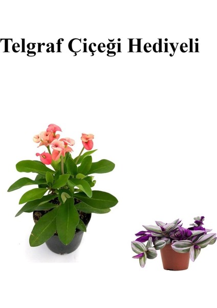 Pembe Çiçekli Milli Dikenler Tacı Kaktüs Kadınlar Gününe Özel Telgraf Hediyeli