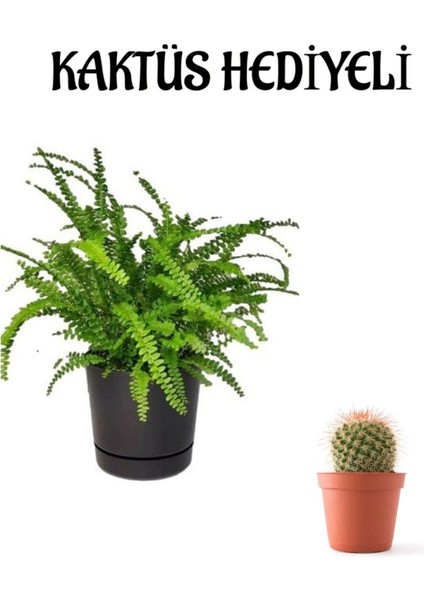 Hediyelik Aşk Merdiveni Çiçeği Kadınlar Gününe Özel Kaktüs Hediyeli