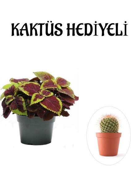 Renkli Yapraklı Yaprak-Cam Güzeli Kadınlar Gününe Özel Kaktüs Hediyeli