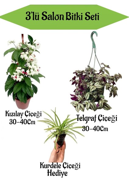 Kızılay Çiçeği + Askılı Saksılı Telgraf Çiçeği+ Hediyelik Mini Kurdele