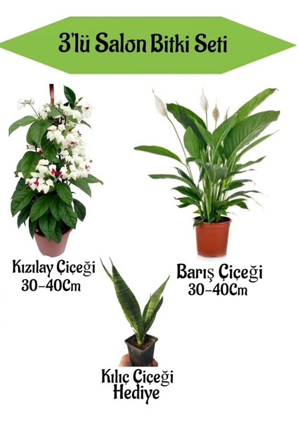 Kızılay Çiçeği+ Barış Çiçeği+ Hediyelik Kılıç Bitkisi