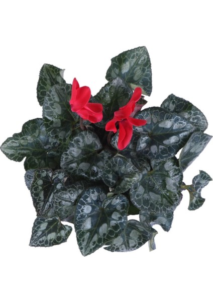 Cyclamen Persicum Saksı'da Kırmızı Renk ( Iran Siklameni) Hediyelik Çiçek fiyatları