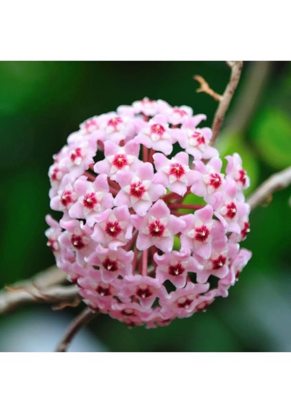 Mum Çiçeği Açık Pembe 20-25 cm Ev Salon Bitkisi Hoya Carnosa