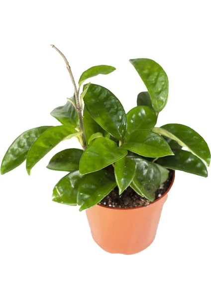 Mum Çiçeği Açık Pembe 20-25 cm Ev Salon Bitkisi Hoya Carnosa fiyatları