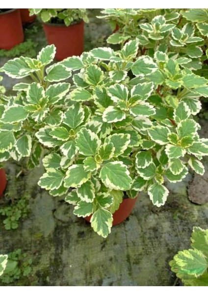 Canlı Formlu Kokulu Benjamin Çiçeği 1 Adet Saksılı (Plectranthus Forsteri)