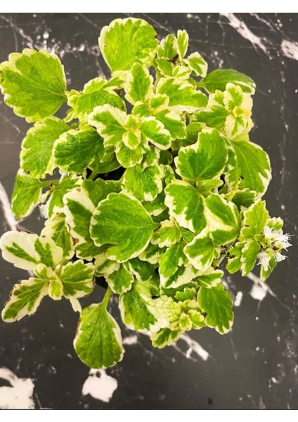 Canlı Formlu Kokulu Benjamin Çiçeği 1 Adet Saksılı (Plectranthus Forsteri)