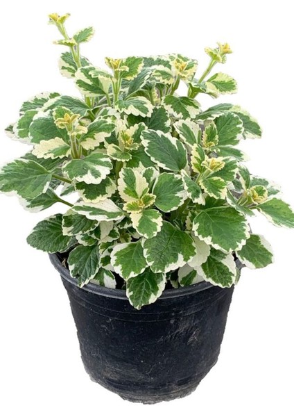 Canlı Formlu Kokulu Benjamin Çiçeği 1 Adet Saksılı (Plectranthus Forsteri)