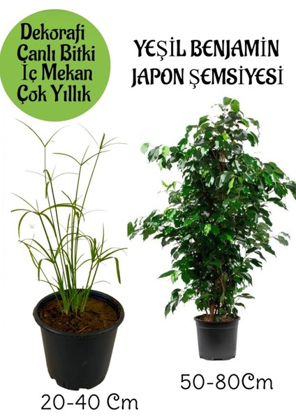 Japon Şemsiyesi 1 Adet Saksılı+ Yeşil Benjamin Bitkisi 1 Adet Saksılı Salon Bitkisi