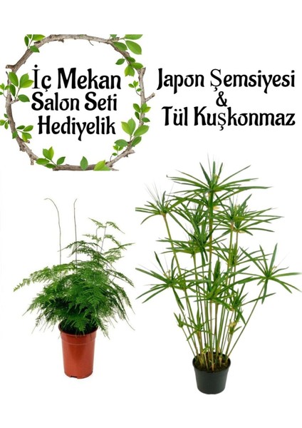 Japon Şemsiyesi(40-60)cm 1 Adet Saksılı+Tül Kuşkonmaz Çiçeği(15-25 cm)1 Adet Saksılı