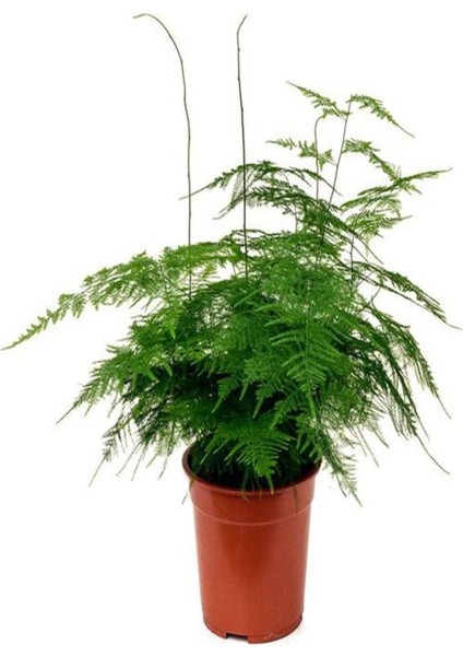 Japon Şemsiyesi(40-60)cm 1 Adet Saksılı+Tül Kuşkonmaz Çiçeği(15-25 cm)1 Adet Saksılı