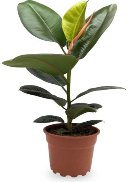 Yeşil Parlak Yapraklı Kauçuk Çiçeği 1 Adet Saksılı 20-45 cm (Ficus Elastica) fiyatları