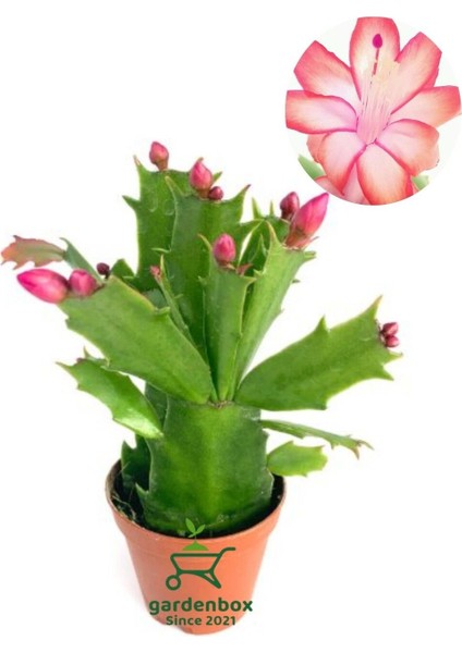 Kırmızı Renk Yılbaşı Çiçeği Schlumbergera Truncata 1 Adet Saksılı