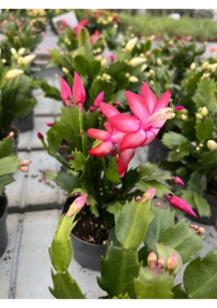 Kırmızı Renk Yılbaşı Çiçeği Schlumbergera Truncata 1 Adet Saksılı fiyatları