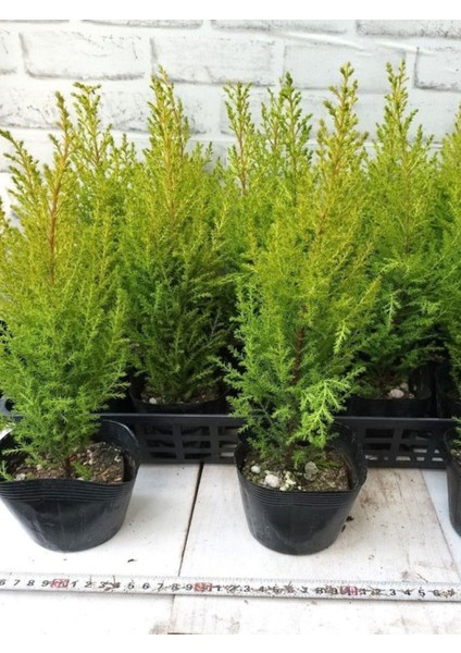 Fomlu Kokulu Limon Servi Fidanı Tüplü 10 Adet 15-25 cm Dış Mekan Ağacı