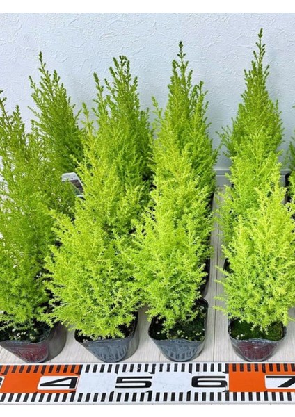 Fomlu Kokulu Limon Servi Fidanı Tüplü 10 Adet 15-25 cm Dış Mekan Ağacı fiyatları