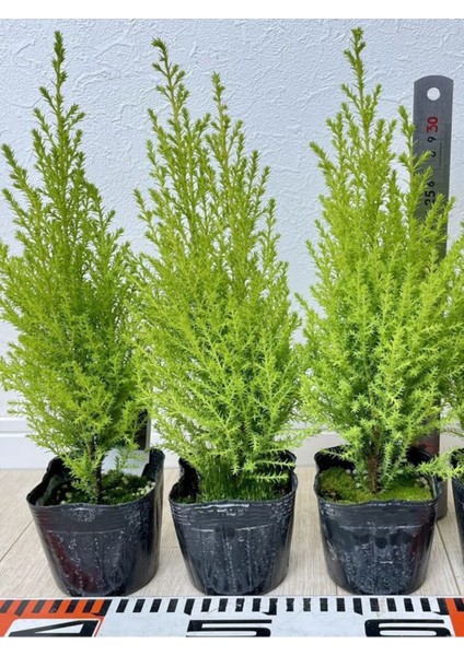 Fomlu Kokulu Limon Servi Fidanı Tüplü 10 Adet 15-25 cm Dış Mekan Ağacı modelleri