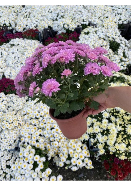 Pembe Renk Dolgun Çiçekli Kasımpatı Çiçeği 1 Adet Saksılı ( Chrysanthemum) fiyatları
