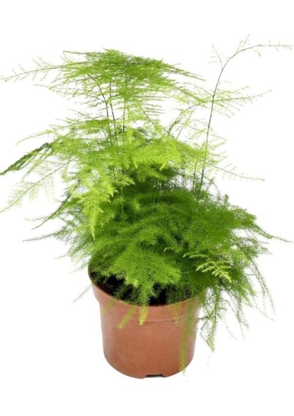 Kuşkonmaz Tül Çiçeği 1 Adet Saksılı 15-30 cm Salon Çiçeği