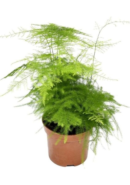 Kuşkonmaz Tül Çiçeği 1 Adet Saksılı 15-30 cm Salon Çiçeği
