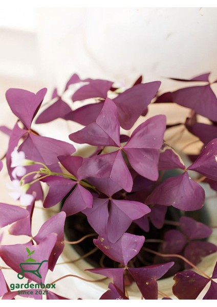 Uyku Çiçeği Süs Yoncası Oxalis Triangularis 1 Adet 20-30 cm