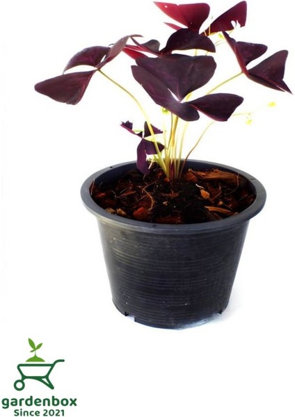 Uyku Çiçeği Süs Yoncası Oxalis Triangularis 1 Adet 20-30 cm