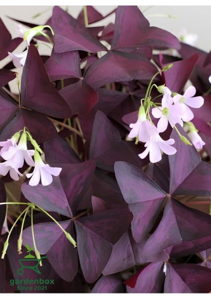 Uyku Çiçeği Süs Yoncası Oxalis Triangularis 1 Adet 20-30 cm