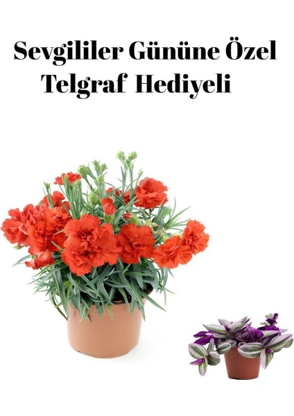 Kadınlar Gününe Özel Kırmızı Renk Kokulu Karanfil Çiçeği Telgraf Hediyeli