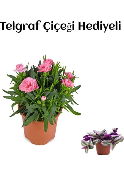 Hediyelik Mis Kokulu Şeker Pembe Karanfil Çiçeği Telgraf Hediyeli