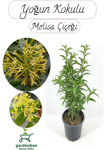 Melisa Parfüm Çiçeği 30-50 cm 1 Adet (Cestrum Nocturnum)