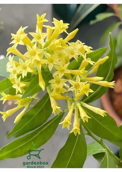 Melisa Parfüm Çiçeği 30-50 cm 1 Adet (Cestrum Nocturnum)