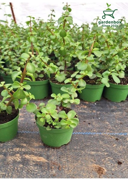 Dekoratif Canlı Bitki Yeşim Çiçeği 8.5 Saksıda 1 Adet 10-15 cm