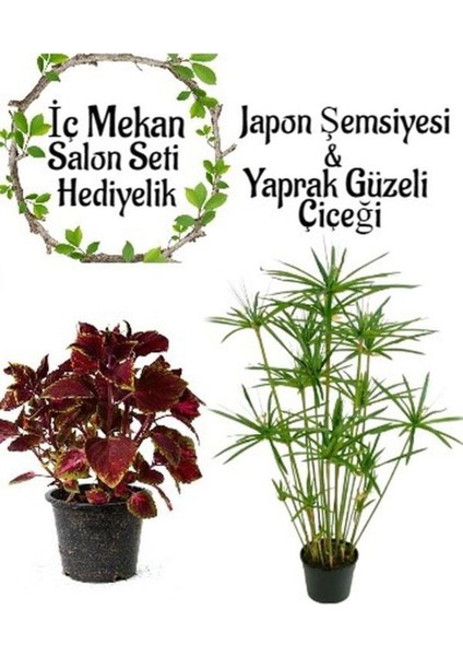 Japon Şemsiyesi (40-60 cm)1 Adet Saksılı+Yaprak Güzeli Çiçeği 1 Adet Saksılı Salon Seti