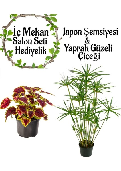 Japon Şemsiyesi (40-60 cm)1 Adet Saksılı+Yaprak Güzeli Çiçeği 1 Adet Saksılı Salon Seti
