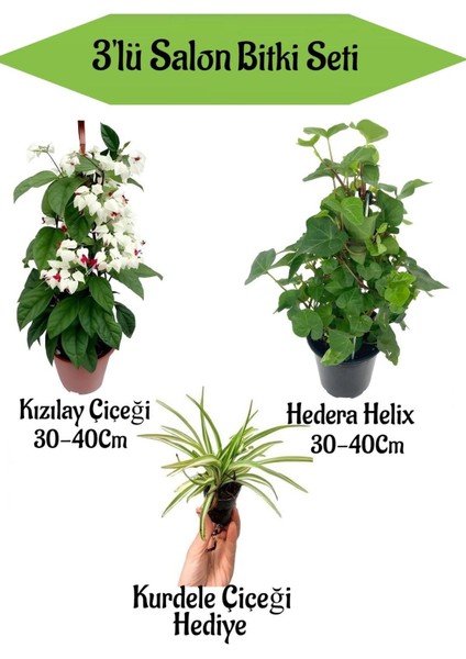 Kızılay Çiçeği+ Hedera Helix+ Hediyelik Mini Kurdele Çiçeği
