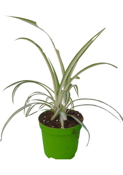 Kızılay Çiçeği+ Hedera Helix+ Hediyelik Mini Kurdele Çiçeği fırsatları