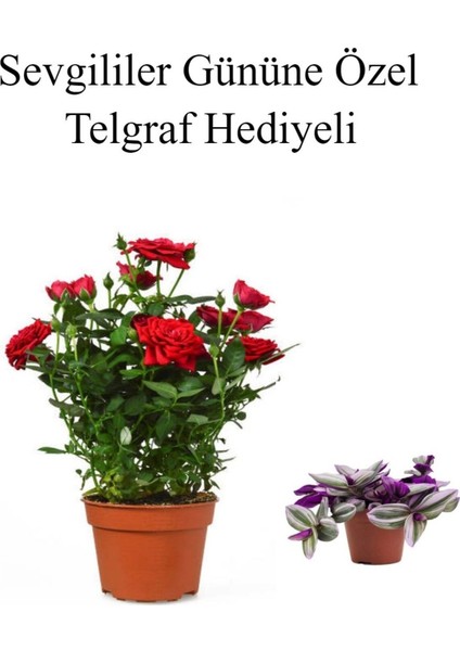 Kadınlar Gününe Özel Kırmızı Renk Gül Fidanı Telgraf Hediyeli