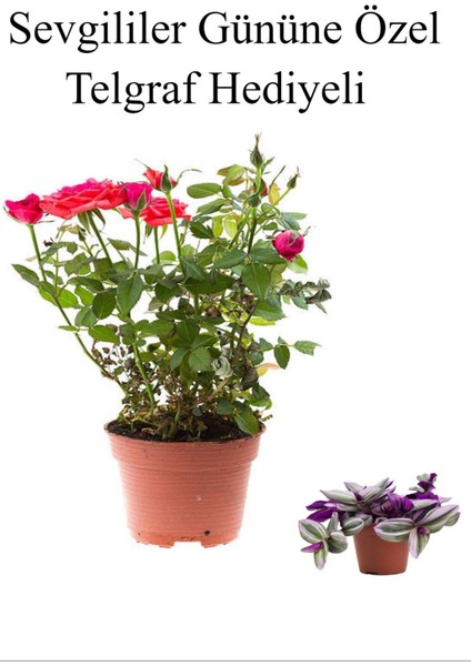 Kadınlar Gününe Özel Kırmızı Renk Bodur Gül Fidanı Telgraf Hediyeli