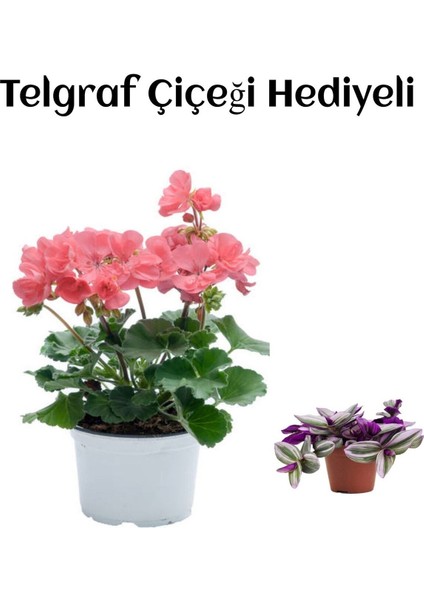 Hediyelik Toz Pembe Sardunya Çiçeği Kadınlar Gününe Özel + Telgraf