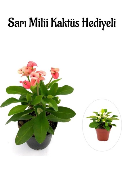 Pembe Çiçekli Milli Dikenler Tacı Kaktüs Kadınlar Gününe Özel Sarı Milli Hediyeli