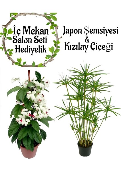 Japon Şemsiyesi (40-60 cm)1 Adet Saksılı+Kızılay Çiçeği 1 Adet Saksılı Salon Seti