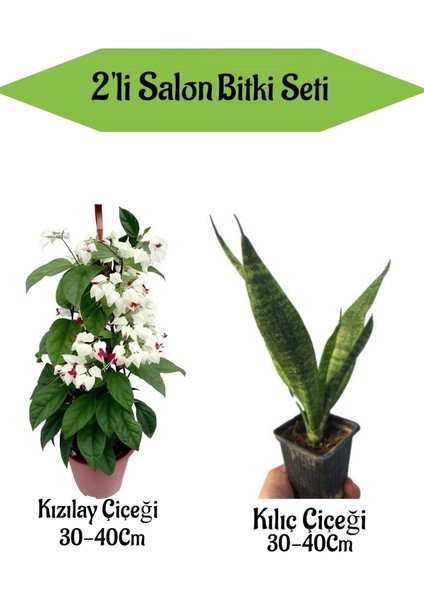 2' Li Set Kızılay Çiçeği+ Kılıç Bitkisi