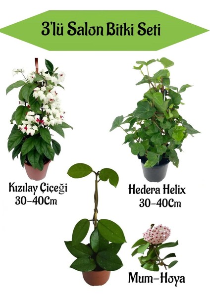 Kızılay Çiçeği+ Hedera Helix+ Mum Çiçeği