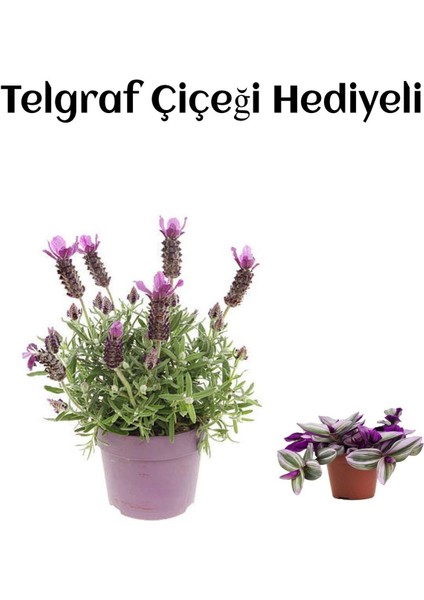 Mis Kokulu Mor Lavanta Fidanı Kadınlar Gününe Özel Telgraf Hediyeli