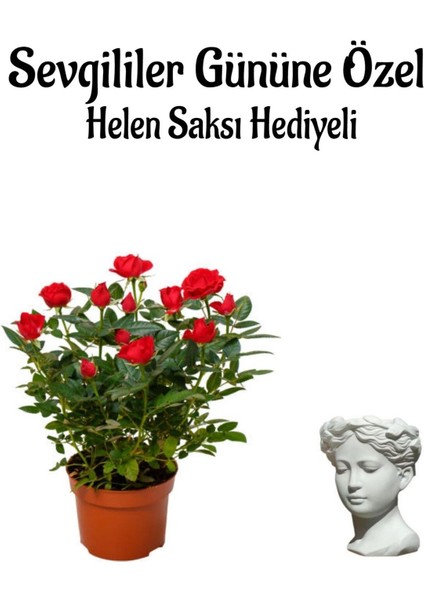 Kadınlar Gününe Özel Kırmızı Renk Gül Fidanı Helen Saksı Hediyeli