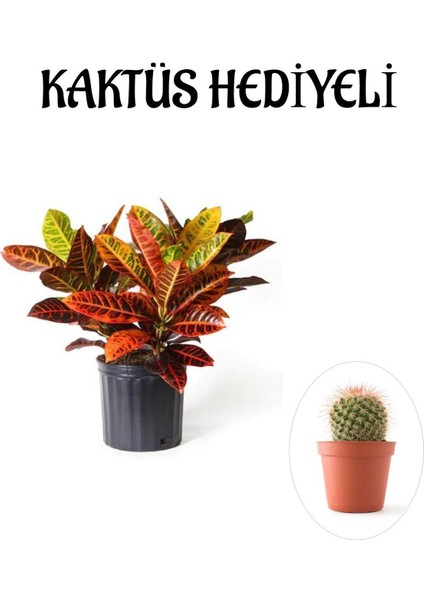 Muhteşem Günümlü Kraton Çiçeği Bitkisi Kadınlar Gününe Özel Kaktüs Hediyeli
